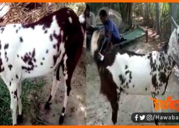 11 Lakh ka Bakra, Amroha ka bakra, Bakre ki keemat kya hai, bakre par likha hai om, Bakre par likha hai allah, Bakra , Uttar pradesh ka bakra, Bihar news, Lettest news, Top trend news, Top 10 news,
