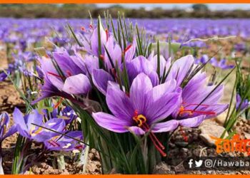 Kesar ka fool, Kesar kaise taiyar hota hai, Kya hai duniya ka sabse mahnga masala, Kesar hai duniya ka sabse mahnga masala, 1 kilo kesar ki keemat kya hai, Kesar ki keemat, Bihar me kesar ki kimat, Biahr me kesar ki kheti,