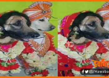 Kutte ki Shadi, Kutte ki anokhi shadi, Kutte ki shadi ka viral video, Viral Video, Kutte aur kutiya ka vivah, Viral news, Viral story, Anokh ishadi, Bihar news , Bihar lettest news