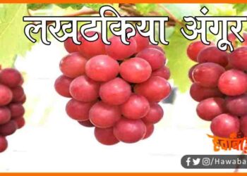Duniya ka sabse mahnga angur, Is Angur ki keemat hai laakho me, Ek Angur milega 35 hazar me, Duniya ka sabse mahnga fal, What is the Highest price graps, How to bay Rubi roman, What is rubi roman,