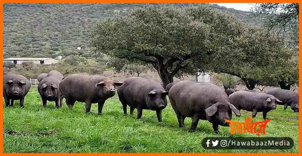 HAM, Duniya ka sabse mahnga maans, Ham kya hai, Ham ki kya keemat hai, Spen ka sabse mahnga meet, HAM suwar ka meat hai, HAM ka kya rate hai,