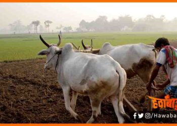 Kisan Pashudhan Yojna, Kisan Yojna, Pashudhan beema yojna, Bihar news, Bihar lettest news, Bihar khabar, Bihar update, Bihar lettest news, Bihar hindi news,