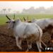 Kisan Pashudhan Yojna, Kisan Yojna, Pashudhan beema yojna, Bihar news, Bihar lettest news, Bihar khabar, Bihar update, Bihar lettest news, Bihar hindi news,