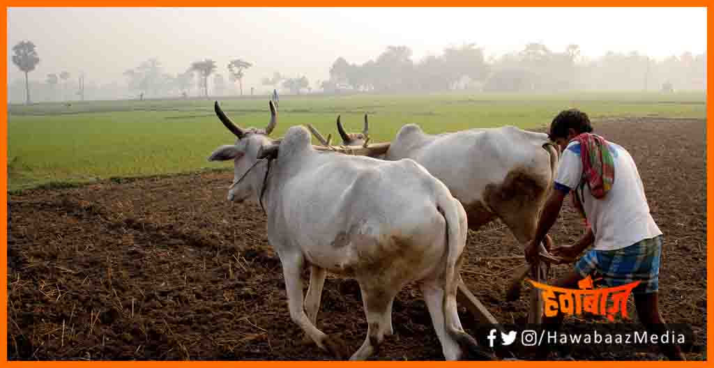 Kisan Pashudhan Yojna, Kisan Yojna, Pashudhan beema yojna, Bihar news, Bihar lettest news, Bihar khabar, Bihar update, Bihar lettest news, Bihar hindi news,