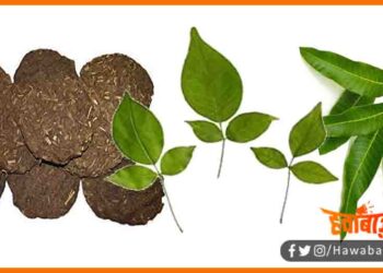 EMI Par Bik Raha Gober, Gober ka Upla, Gobar ka kanda, Bihar news, Bihar lettest news, Bihar khabar, Bihar hindi news, Bihar update, Bihar khabar, Bihar hindi news,