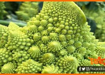 Romanesco Cauliflower, Vichitra Gobhi, Adbhut gobhi, Kahani Vichitra gobhi ki, Vichtra foolgobhi ki kahani, Vichitra foolgobhi ki, Roman Gobhi, Azab Gazab Story, Kahani Azab gazab foolgobhi ki,