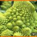Romanesco Cauliflower, Vichitra Gobhi, Adbhut gobhi, Kahani Vichitra gobhi ki, Vichtra foolgobhi ki kahani, Vichitra foolgobhi ki, Roman Gobhi, Azab Gazab Story, Kahani Azab gazab foolgobhi ki,