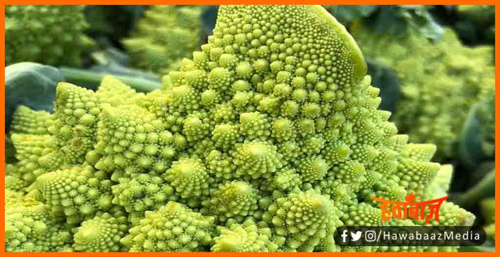 Romanesco Cauliflower, Vichitra Gobhi, Adbhut gobhi, Kahani Vichitra gobhi ki, Vichtra foolgobhi ki kahani, Vichitra foolgobhi ki, Roman Gobhi, Azab Gazab Story, Kahani Azab gazab foolgobhi ki,
