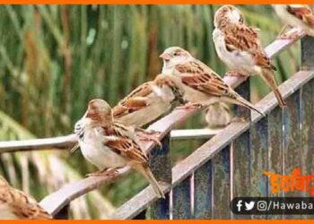 Sanjay Singh, The Sapprow man of Bihar, Sparrow man of india, Bihar news, Bihar lettest news, Bihar khabar, Biahr hindi news, Bihar specail story, Specail Story,