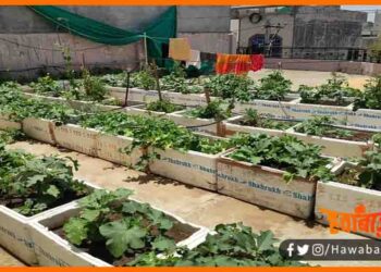 Chhat par kare bagwani, Chhat par kare kheti, Chhat par bagwani, Chhat par ugaye sabji, Chhat par sabji ki kheti, Bihar News, Bihar udpate, Bihar khabar, Bihar hindi news, Bihar update,