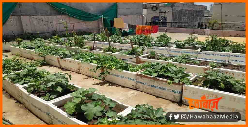 Chhat par kare bagwani, Chhat par kare kheti, Chhat par bagwani, Chhat par ugaye sabji, Chhat par sabji ki kheti,  Bihar News, Bihar udpate, Bihar khabar, Bihar hindi news, Bihar update,