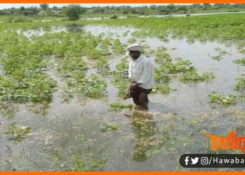 Fasal Chhatipurti, Bihar me Badh se dub gayi fasal par sarkar degi muawaja, Bihar news, Bihar lettest news, Fasal Chhatipurti, Fasal Bima yojna, Bihar govt, Bihar news