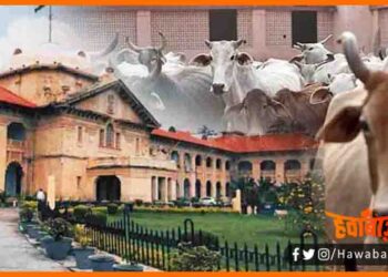 Ilahabad Highcourt ka faisla, Bihar news, Bihar lettest news, Gaay ho rashitrya pashu, Cow become National animal, Bihar news, Bihar lettest news, Bihar khabar, Bihar hindi news Yogi news,