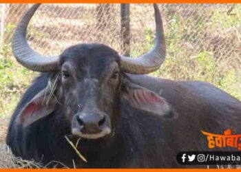 is bhains ne bacha li mahila ki ijjat, Bhains ne bachai mahila ki ijjat, Bihar news, Bihar lettest news, Bihar khabar, Tamilnadu news, Hindi samachar, Hindi khabar, hindi news portal, Hindi news, update,