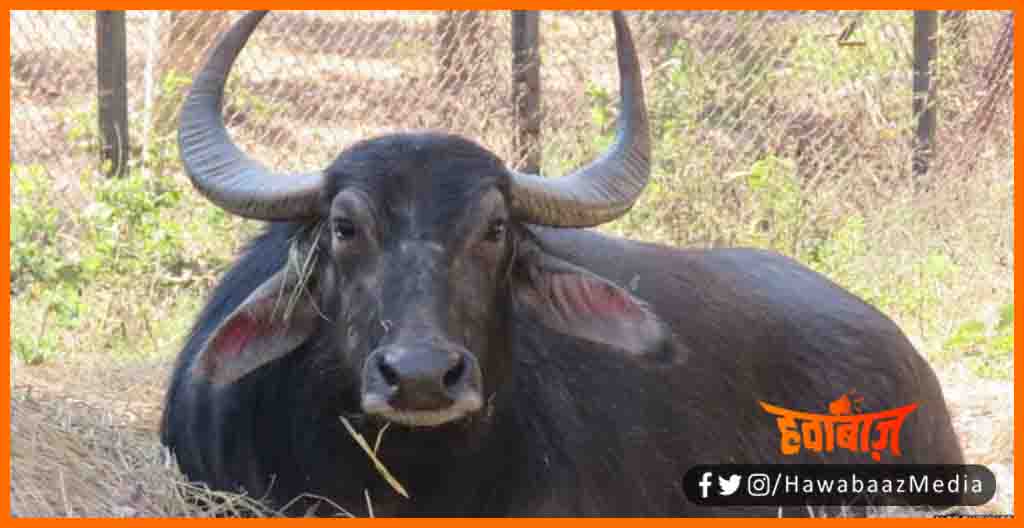 is bhains ne bacha li mahila ki ijjat, Bhains ne bachai mahila ki ijjat, Bihar news, Bihar lettest news, Bihar khabar, Tamilnadu news, Hindi samachar, Hindi khabar, hindi news portal, Hindi news, update,