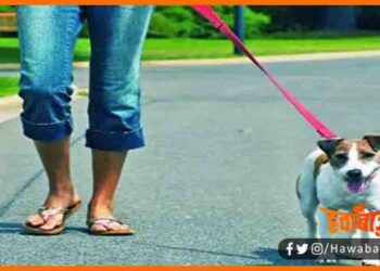 Kutta Palne ke liye registration hai jaruri, Registration for pet dog, Paltu kutta, Online karwaye kutte ka registration, Bihar news, Bihar lettest news, Bihar update, bihar khabar, Bihar hindi news,