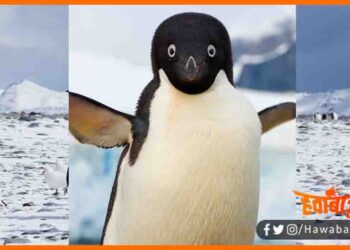 Pengune Hai Asli Alian, Pengune, Alian hai pengune, Bihar news, Bihar lettest news, Bihar update, Bihar khabar, Bihar hindi news, Bihar update,