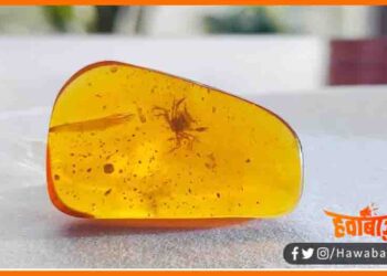 Duniya ka sabse bada kekda, Vaiganikon ne khoja duniya ka sabse purana kekda, Amar Kekda ki kahni, Amar kekda ki kahani news,