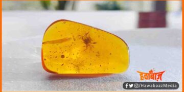 Duniya ka sabse bada kekda, Vaiganikon ne khoja duniya ka sabse purana kekda, Amar Kekda ki kahni, Amar kekda ki kahani news,