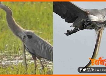 Bagule ne khaya Jinda Machhli, Bagula kha gaya jinda machhli, Bagula bhagat, Bihar news, Bihar hindi news, Bihar update, Bihar khabar, Bihar lettest news,