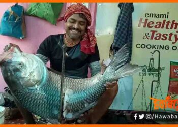 Fish Market in Bihar, Bihar ke harek panchayat me khulega fish market, Bihar news, Bihar Lettest news, Bihar khabar, Bihar hindi news