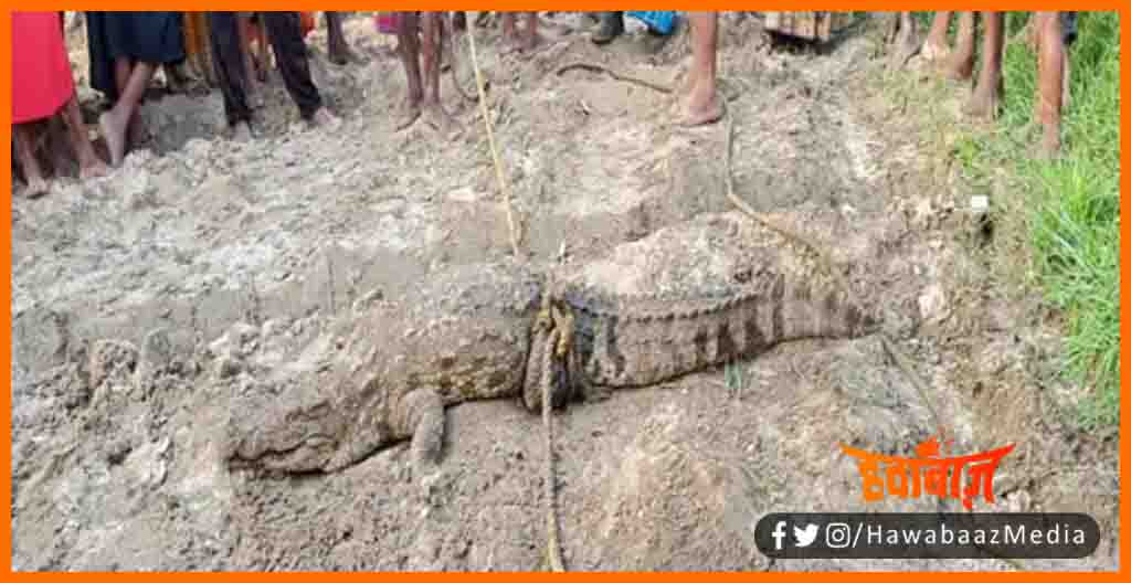 MagarMachh, Bagha me magarmachh, Bihar hindi news, Bihar update, Bihar khabar, Bihar lettest news, Bihar Hindi news, Bihar update, Bihar khabar, Bihar lettest news, Bihar samachar,